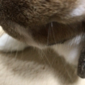 いつものリアクションの画像