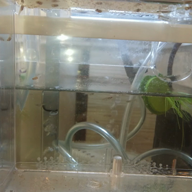 グッピーの赤ちゃん成長の画像