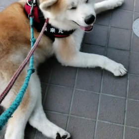 ホントに涼しくなって未来丸も飼い主も頑張りました❗おうちに帰ってぐったりの未来丸です。フードもの画像