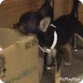 椛の成長〜の画像