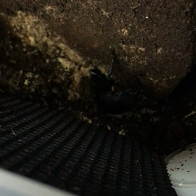 フォルスターフォルスターが、、、の画像