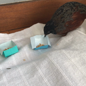 233日目 それぞれのせつぶん。の画像