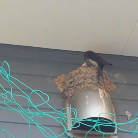 生後８日！の画像