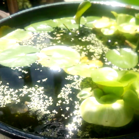 めだかちゃんとサカマキガイ？の画像