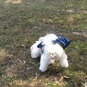 動画にトライ できるかなの画像