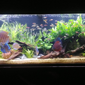 昔の水槽の画像