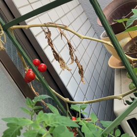 日記更新の画像