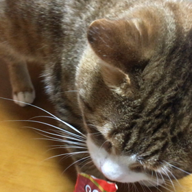 モモちゃん日記の画像