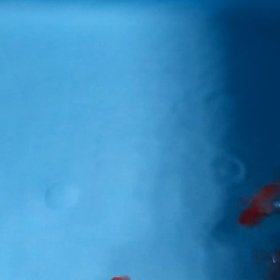 泳ぎ方がの画像