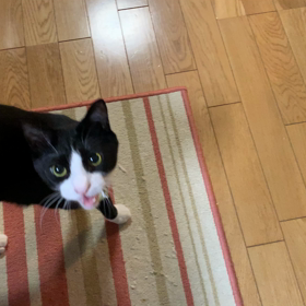   かまちょじゃじゃの画像