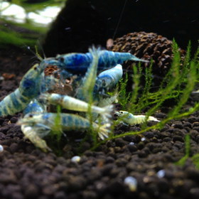 いろんなえびさん動画の画像