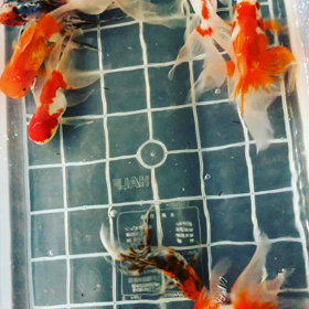 アートアクアリウムの流れに乗って！！の画像