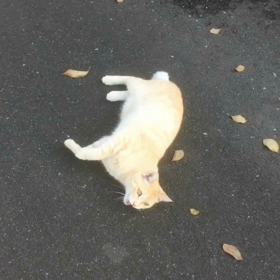 マメの自己紹介の画像