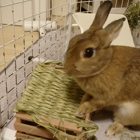 破壊魔(/≧◇≦＼)の画像