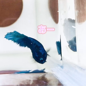 エサめっちゃ欲しくて連続ジャンプの画像