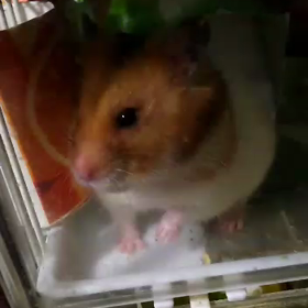 今日はカーフリーデーの日、ハムちゃんビデオよろしくお願いします。の画像