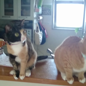 ＊ニャーケストラ＊の画像