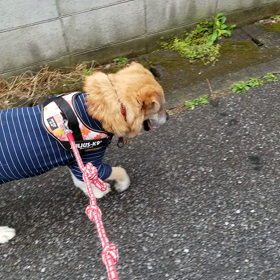 フクタンの右肘、好転中です！の画像