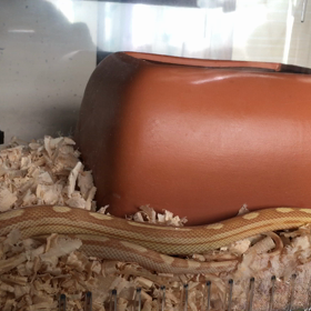 先生からのアドバイス in ヘビーの画像