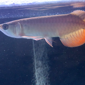 カプアスフル スーパーレッド売約！！の画像