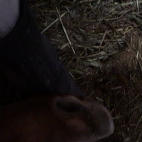 ローラのイビキ！の画像