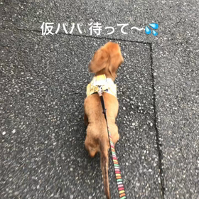 M.ダックス なりくん。必死に仮パパを探します！笑の画像