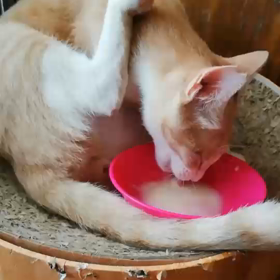 器用だねぇの画像