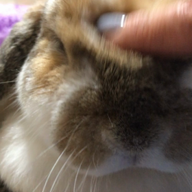 眠いなんてもんじゃない！の画像