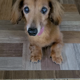 成くんのお手の画像