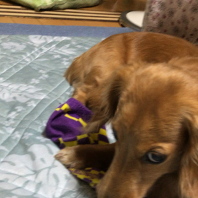 おらの、臭い靴下を返せぇ〜の画像