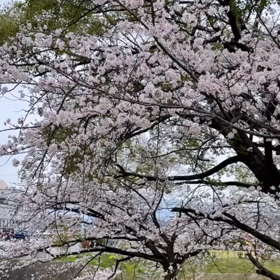 始まりの春の画像