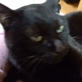 返事をしない黒猫サダカの画像