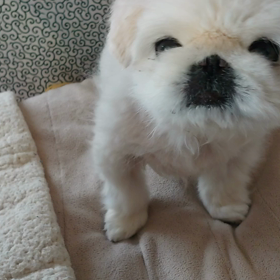 年越しわんこ蕎麦の画像