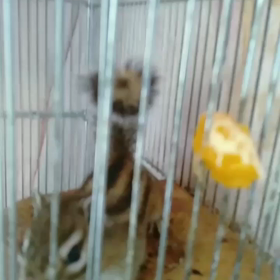 蜜柑だよ〜♬の画像