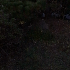 田舎の朝の恐怖の画像