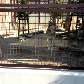 円山動物園2015年４月の画像