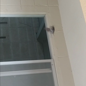 つばめの観察日記50日目(^-^)①の画像