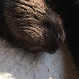 どんな夢⁇の画像