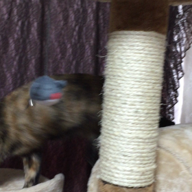 琥珀は何時も元気！！の画像