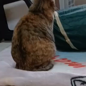 日向ぼっこの画像