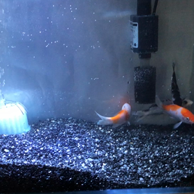 初めて飼うの画像