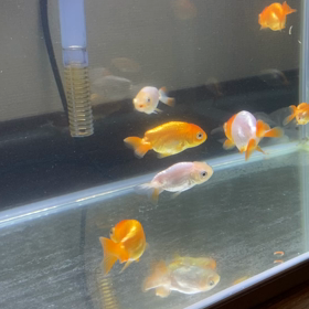 寄生虫に脅かされた話。の画像