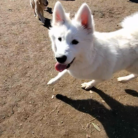 ドッグランでの犬同士の喧嘩の画像