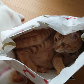 ウーロンと袋の画像