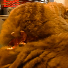 I will not move!の画像