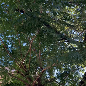 日曜練習。審査二名。の画像