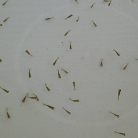 孵化18日目の画像