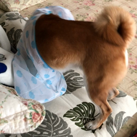 転がる。。。の画像