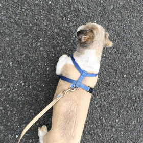 いっぱい歩いて、ムシャムシャ♡の画像