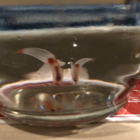 クリオネの画像